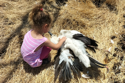 Türkiye'de küresel düzeyde tehlike altındaki tür sayısı 400’e ulaştı