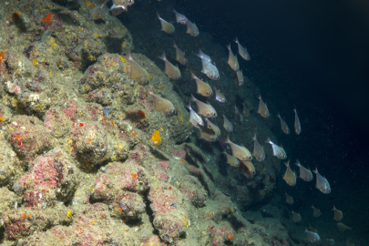 Antalya'nın gözde dalış noktası "Üç Adalar" su altı zenginlikleriyle büyülüyor