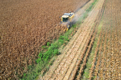 Çukurova’da aşırı sıcaklar ve kuraklık çiftçiyi vurdu: Verim kaybı yüzde 30’a ulaştı
