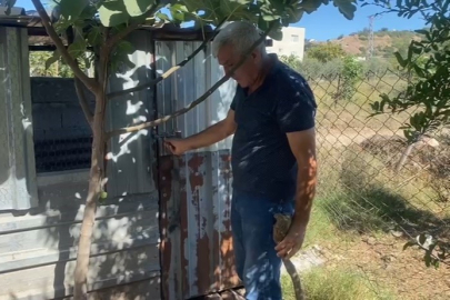 Emekli adamın 10 yıllık tavukları çalınıp,kesildi