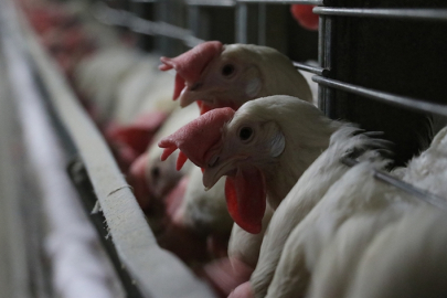 Tarım ve Orman Bakanlığı'ndan kuş gribi açıklaması: "Salgın söz konusu değil"