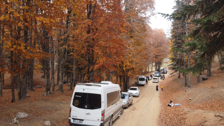  Yirce Kayın Ormanı