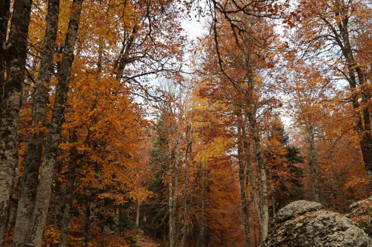  Yirce Kayın Ormanı