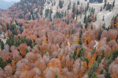 Yirce Kayın Ormanı sonbahar renkleriyle doğa severlere görsel şölen sunuyor
