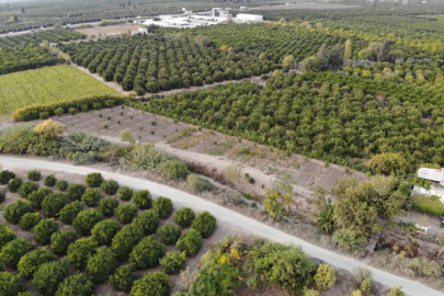 Hatay'da avokado hasadı başladı