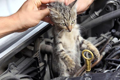 Kış geldi, "Kaputa Vur" dönemi başladı! Kedilere dikkat!