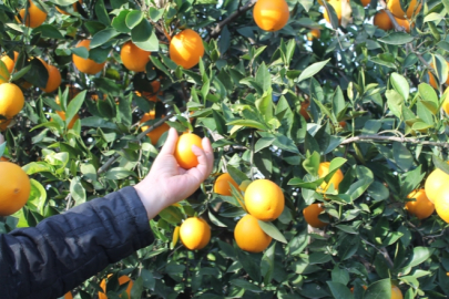 Kozan mandalinada fiyatlar yükseldi