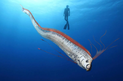 Kaliforniya'da "Kıyamet Balığı" endişesi: Kıyamet balığı neyin habercisi?