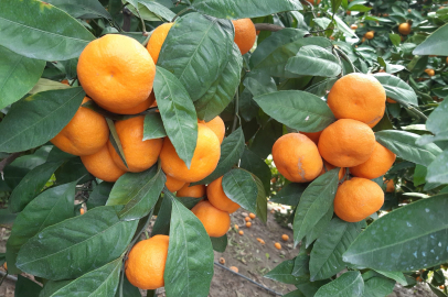 Narenciye bahçelerinde korkulan olmadı