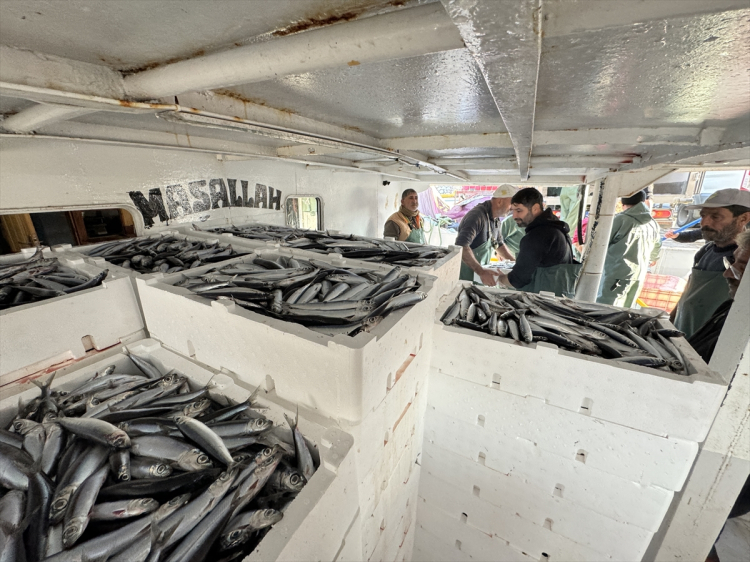  benekli balon balığı