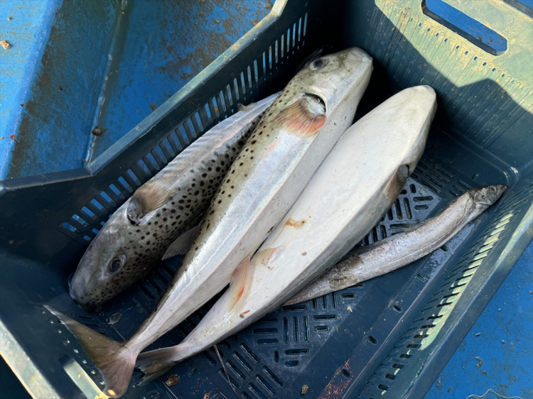  benekli balon balığı