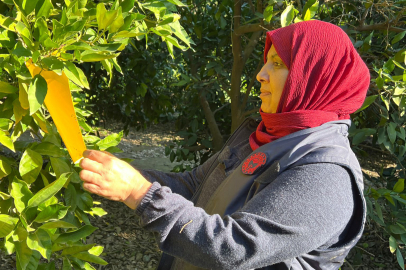 Meyve bahçelerinde Akdeniz meyve sineği kontrolleri devam ediyor