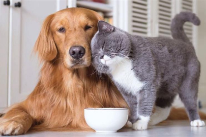 Hayvan refahını gözeten yeni yönetmelik Resmi Gazete’de: Hayvanını terk edenlere 3 yıl sahiplenme yasağı