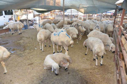 Adana'da şap aşısı çalışmaları başarıyla tamamlandı
