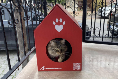 Adana Sahipsiz Değil Platformu, sokak kedileri için barınak desteğini sürdürüyor