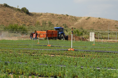 Adana Orman Bölge Müdürlüğü’nden daha yeşil Türkiye için milyonlarca fidan