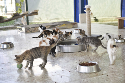 Adana Büyükşehir Belediyesi’nden Türkiye’nin en büyük hayvan barınağı projesi