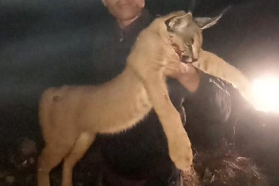 Burdur’da korunan ve avlanması  yasak olan Karakulak vuruldu: Şahsa 611 bin TL ceza kesildi!