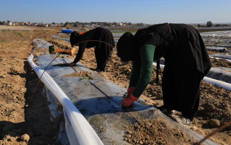 Adana'da karpuz fideleri toprakla buluştu 2