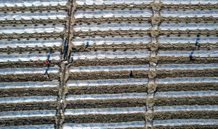 Adana'da karpuz fideleri toprakla buluştu 4