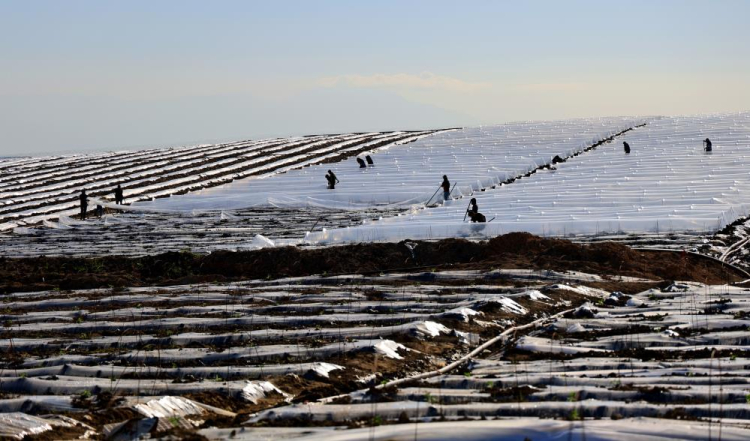 Adana'da karpuz fideleri toprakla buluştu 5