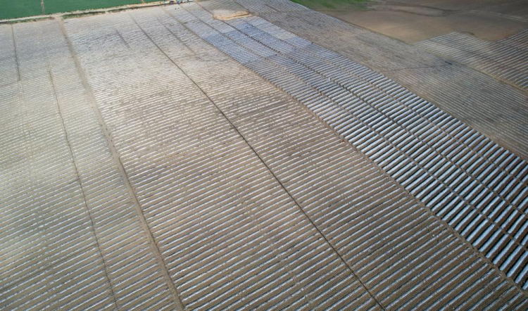 Adana'da karpuz fideleri toprakla buluştu 6