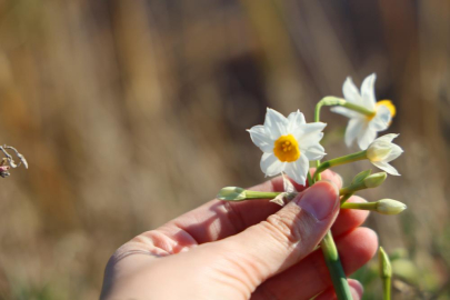 Akyatan Lagünü'ndeki Nergis Adası yok olma tehlikesiyle karşı karşıya