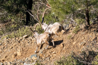 Yaban keçisi popülasyonunda sevindirici artış