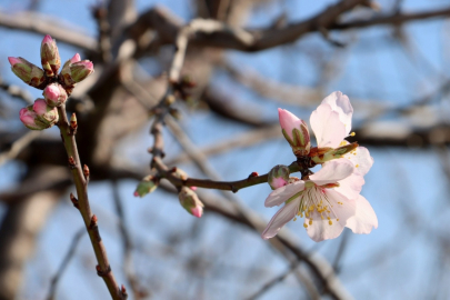 ‘Yalancı bahar' sendromu: Çiftçi kara kara düşünüyor, fotoğrafçı kadraja alıyor