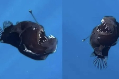 'Kara Deniz Şeytanı' ilk kez görüntülendi! Bilim dünyası şokta!