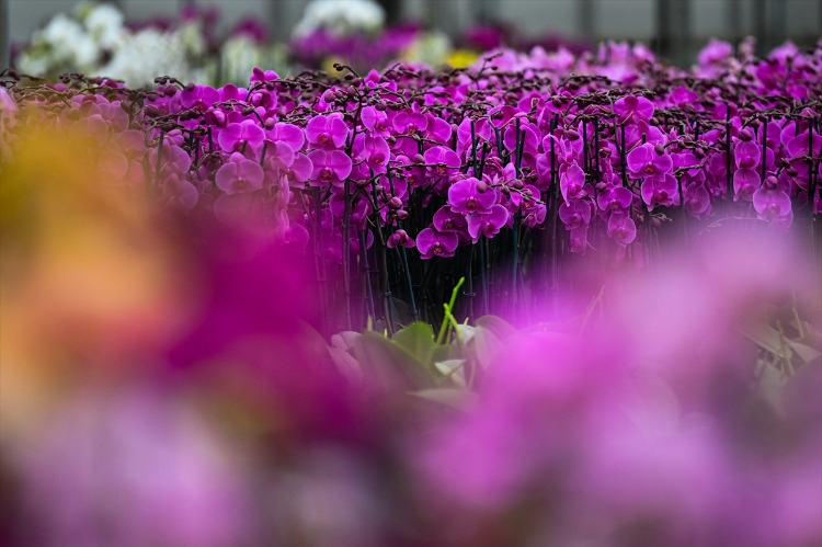 Orkide Üretiminde Büyük Artış