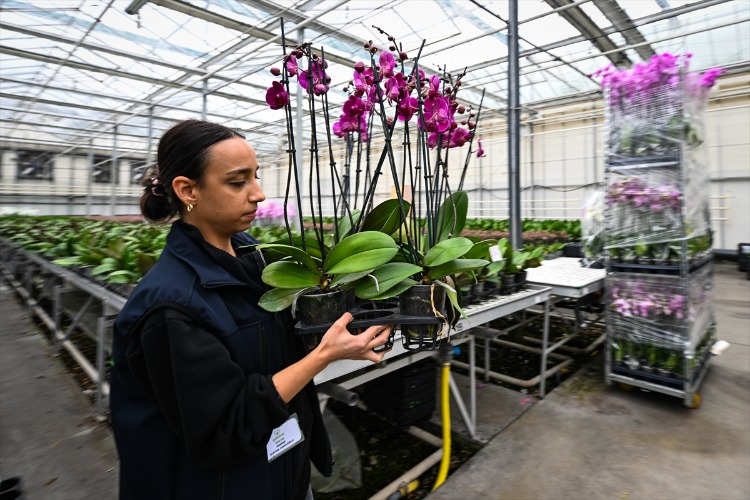 Yılda 70 Çeşit 20 Milyon Bitki Üretimi