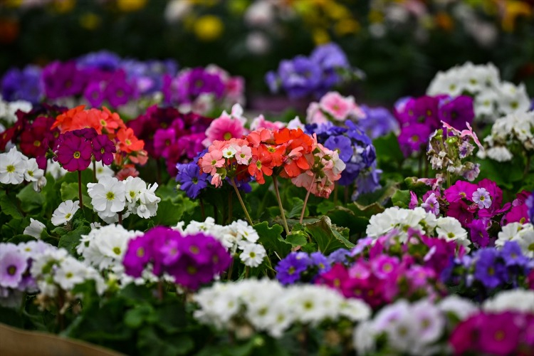 Orkide Üretiminin Zorlu Süreci