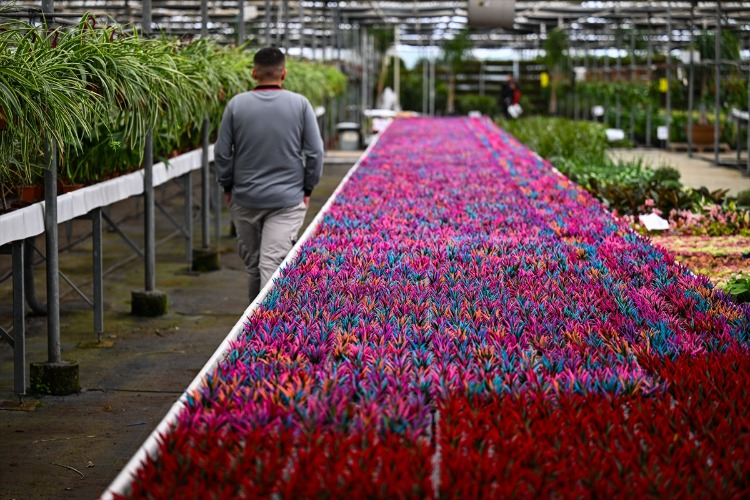 Çiçek, Sevdiklerinize ve Kendinize Mutluluk Getirsin