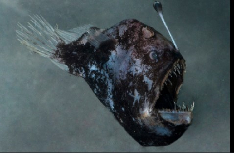 siyah deniz şeytanı