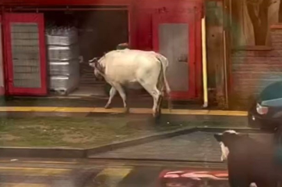 Şile’de görenleri güldüren olay:  'ŞOK'a giren inekler marulları yedi