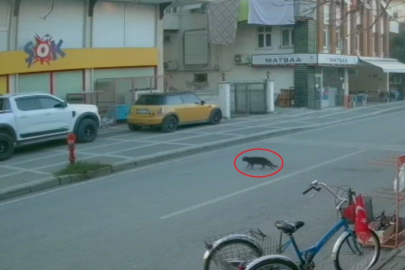 Antalya'da mağazanın önünde kedi hırsızlığı