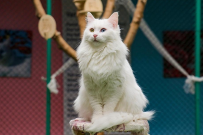 "Kedi Villası"na büyük ilgi