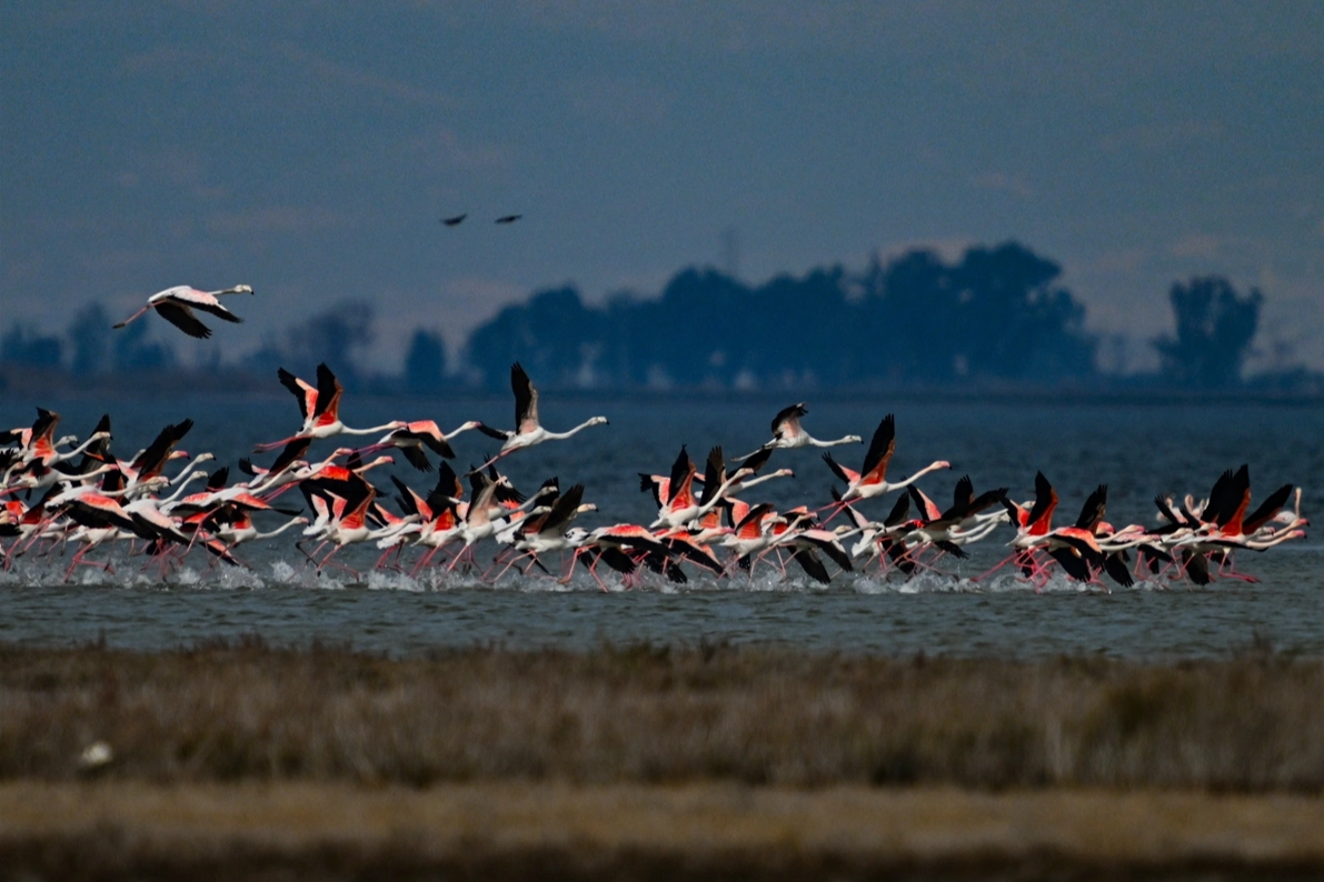 Doğu Akdeniz’deki sulak alanlarda 11 bin 945 kuş tespit edildi