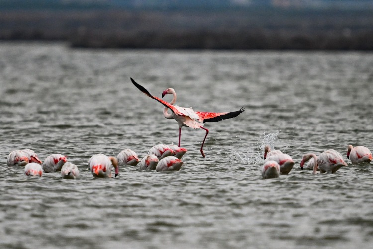 Akyatan Lagünü'nde En Fazla Su Kuşu Tespit Edildi
