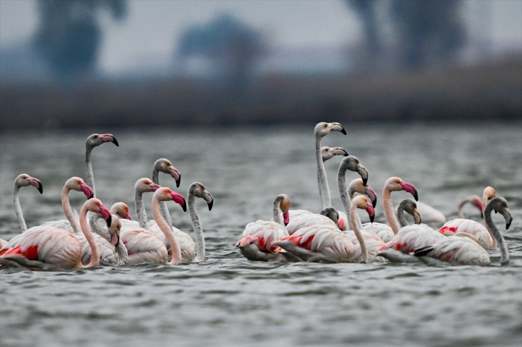 Kuş Popülasyonunun Geleceği İçin Uyarılar