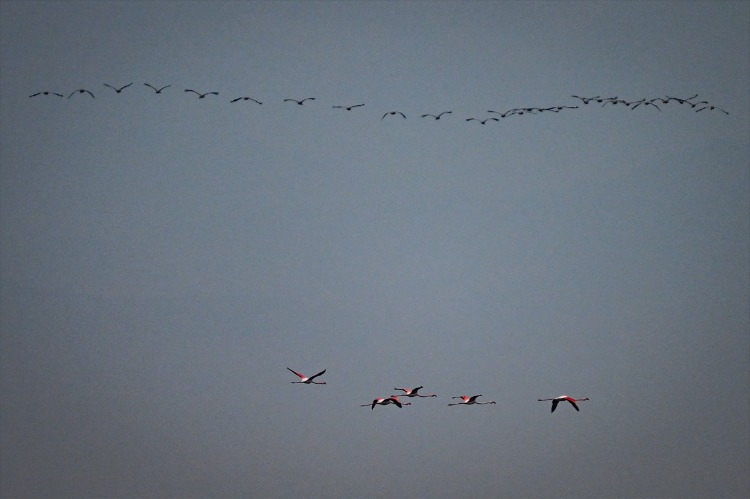 2025 Kış Ortası Su Kuşu Sayımına Ait Fotoğraflar