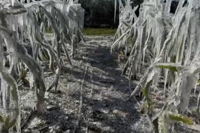 Adana'nın Kozan ilçesinde ejder meyvesi buz tuttu