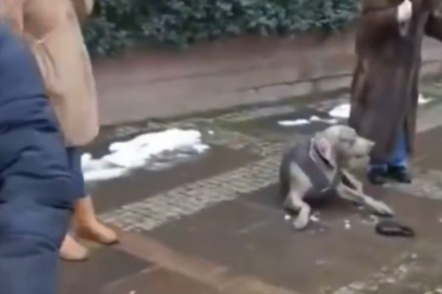 Beşiktaş'ta şoke eden olay! Elektrik akımına kapılan köpek sahibine saldırdı:  BEDAŞ kaçak sorununu giderdi!