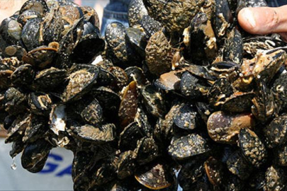 Samsun'da kaçak avlanan 3,5 ton midye ele geçirildi