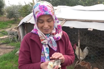 Civciv ay yıldız figürüyle doğdu: Görenler hayrete düştü!