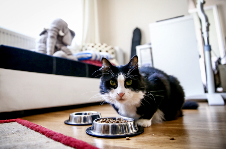 evcil hayvan resmi gazete