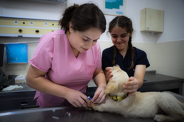 resmi gazete evcil hayvan