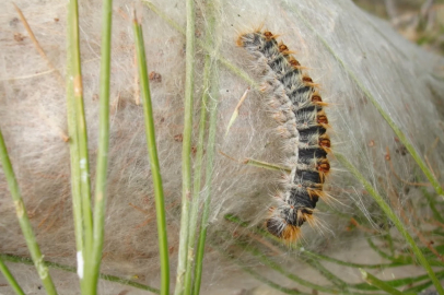 Pamuk gibi göründüklerine bakmayın!