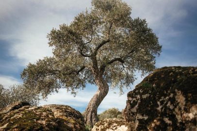 Zeytinliklerin korunması için büyük kazanım: Danıştay’dan iptal kararı